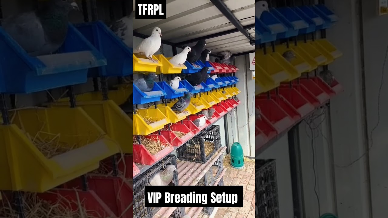 VIP Breading Setup #pigeon #racingpigeons #pigeonracing #kabootar #kabutar #pigeonlovers #tfrpl