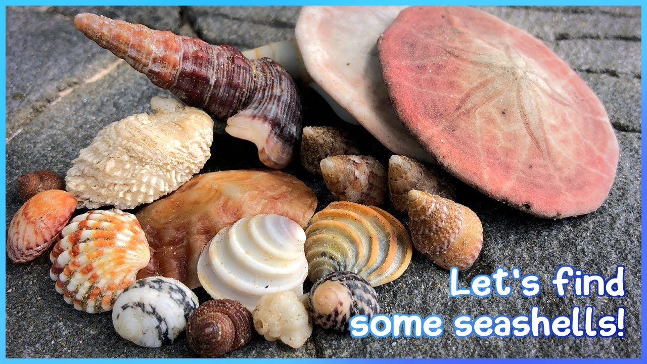 Finding Shells at 2 Hervey Bay Beaches | Sand Dollars! [Virtual Shelling]