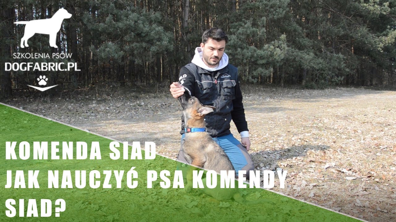 Komenda siad - Jak nauczyć psa siad ?