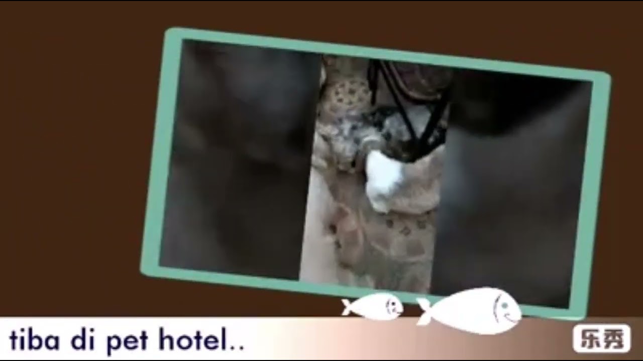 🐾ItingTranspet 2018 - anjem LilBoss Louis ❤