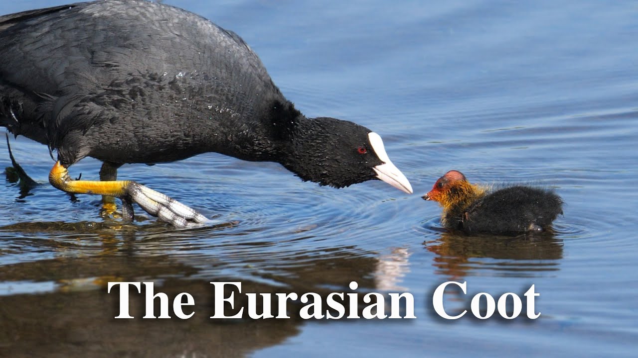 The Eurasian coot, short film.