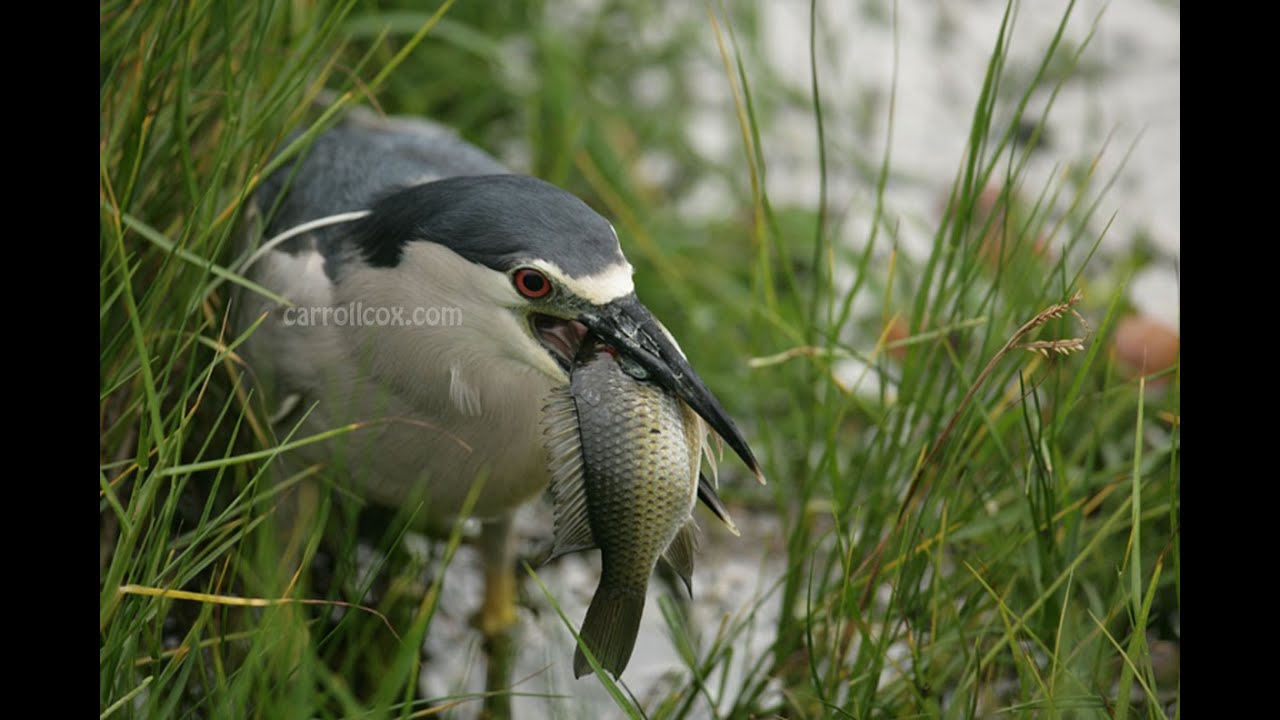 Black-Crowned Night Heron (Auku'u) Fishing for Dinner