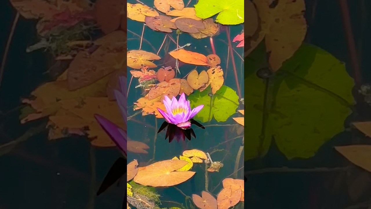 Heart & Soul #waterlily