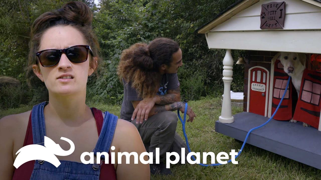 Demonstrações de amor para animais de estimação | Pit bulls e condenados | Animal Planet Brasil