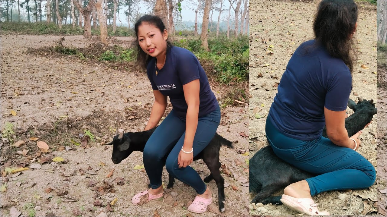 Goat sitting full weight | riding goat 😍