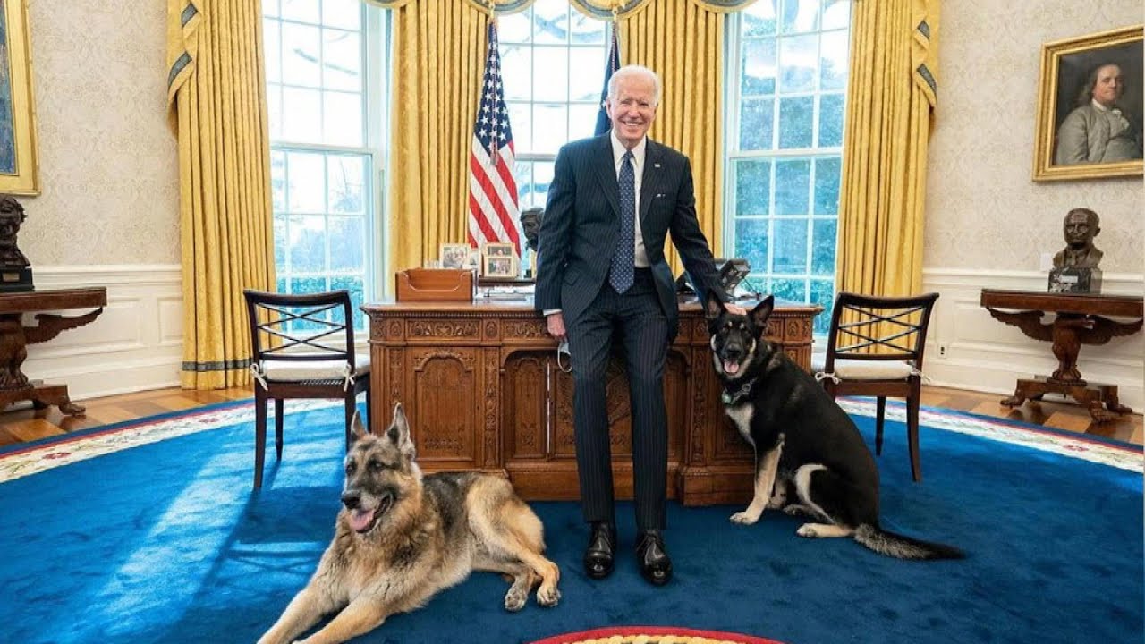 Bidens’ Dogs Sent Back to Delaware After ‘Aggressive Behavior’
