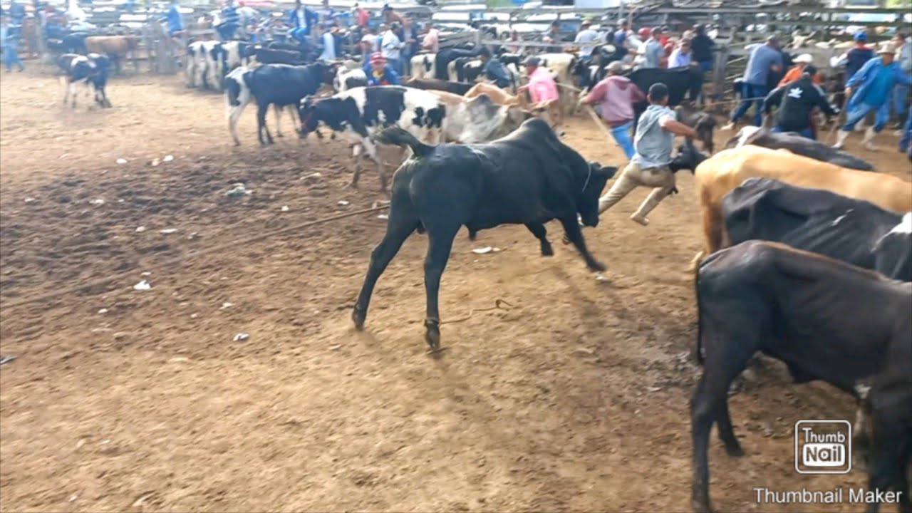Boi bravo para a feira de cachoeirinha PE 01/09/2022 boi na corda!