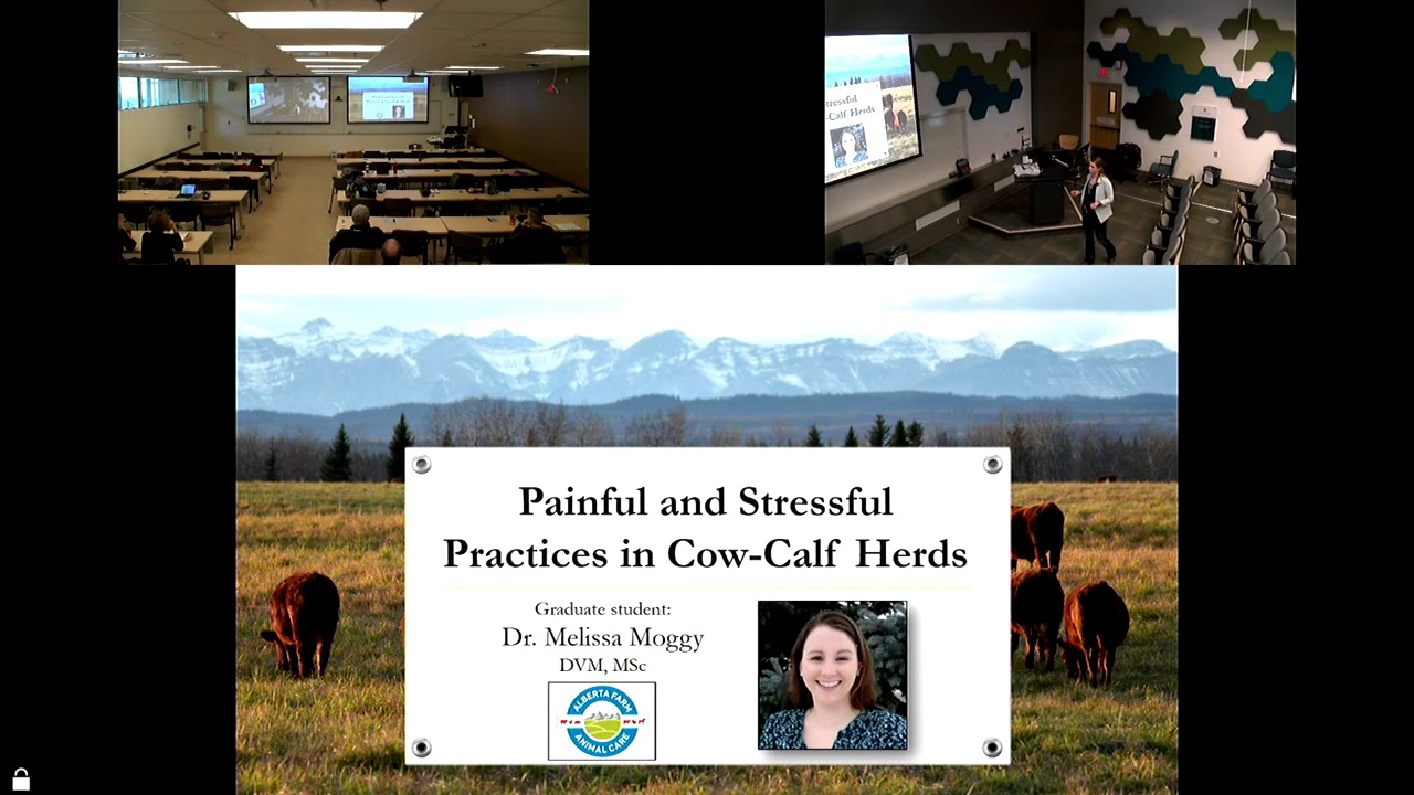 Dr  Claire Windeyer   My Vision for Simpson Ranch Chair in Beef Cattle Health