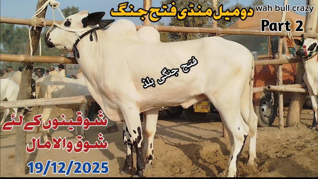 Today Domail Mandi 19/12/2025 Latest Fatehjangi Rate's Update@WahbullcrazyQurbani Collection 2026.27