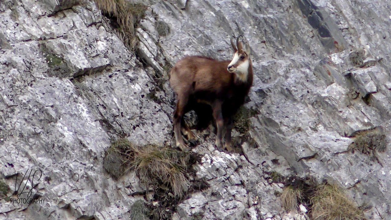 Drumetie la stana Scorota Retezatul Mic  in natura salbatica cu peisaje de vis si capre negre !