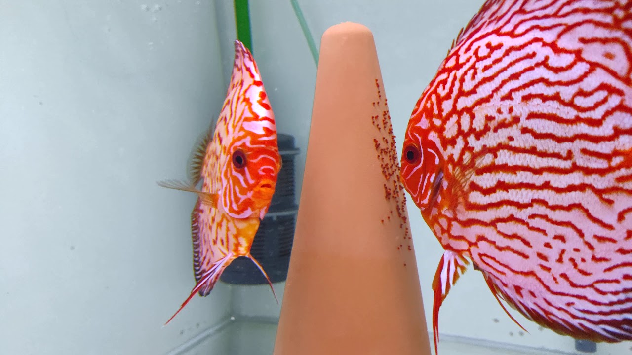 Cría PECES disco. 3ª puesta (día 2). Eclosión de huevos | AQUARIS