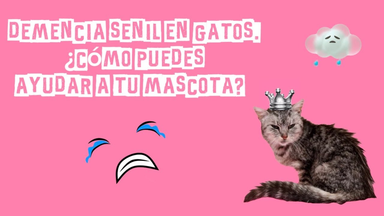 Demencia senil en gatos. ¿Cómo puedes ayudar a tu mascota?  