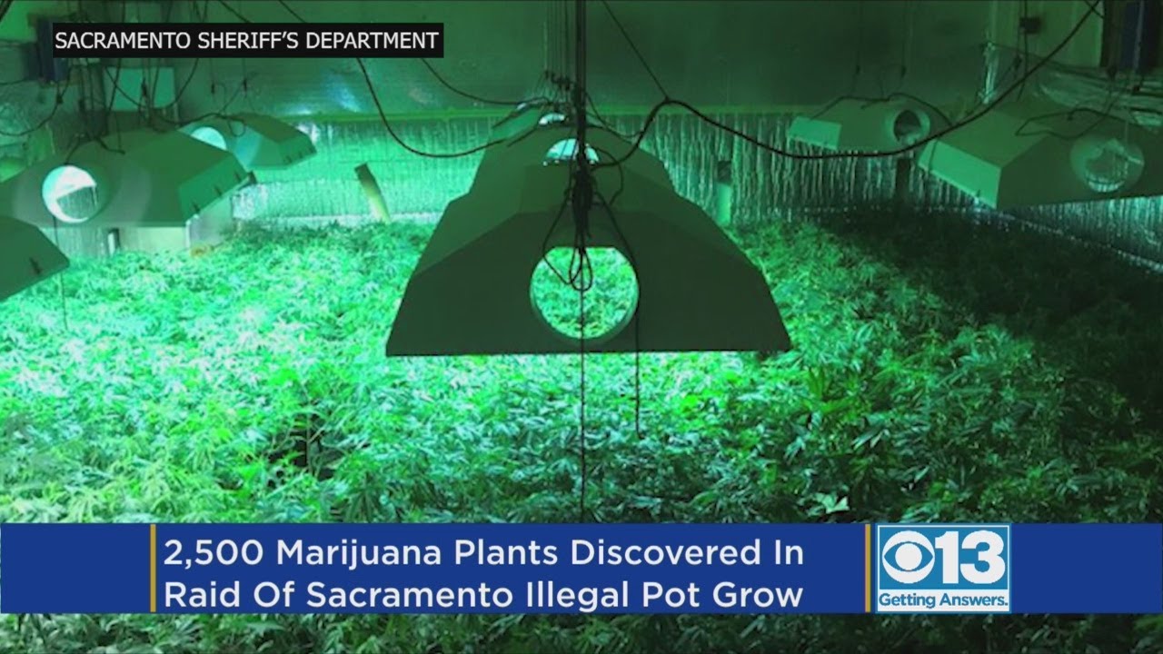 Illegal Large-Scale Indoor Marijuana Grow Raided In South Sacramento