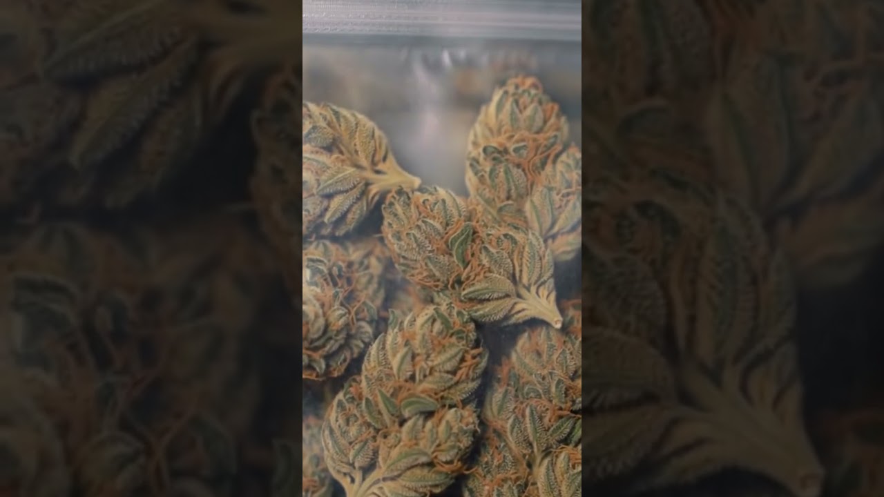 Lemon Cherry Gelato