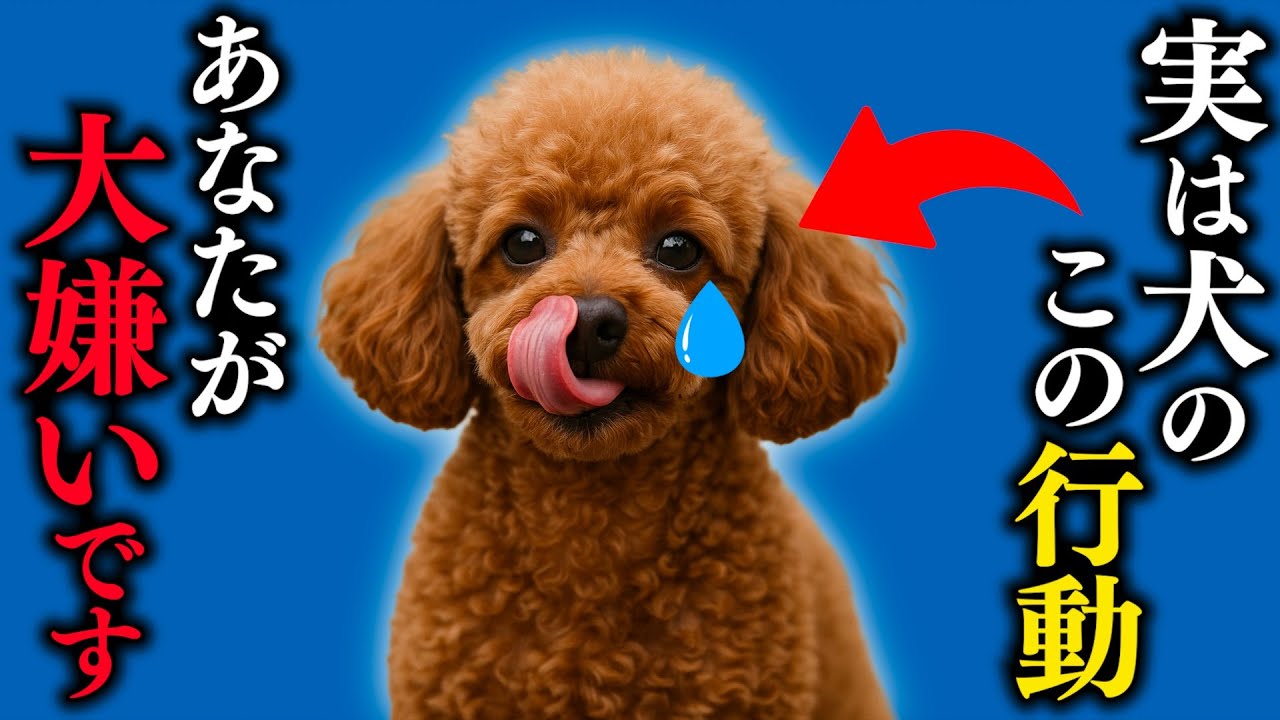 【絶対見て！】犬が嫌いな人にだけ見せる行動6選