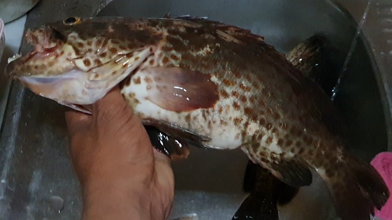 fishing adventure  al hira beach /hamriya sharjah uae #fishhunter lapu lapu