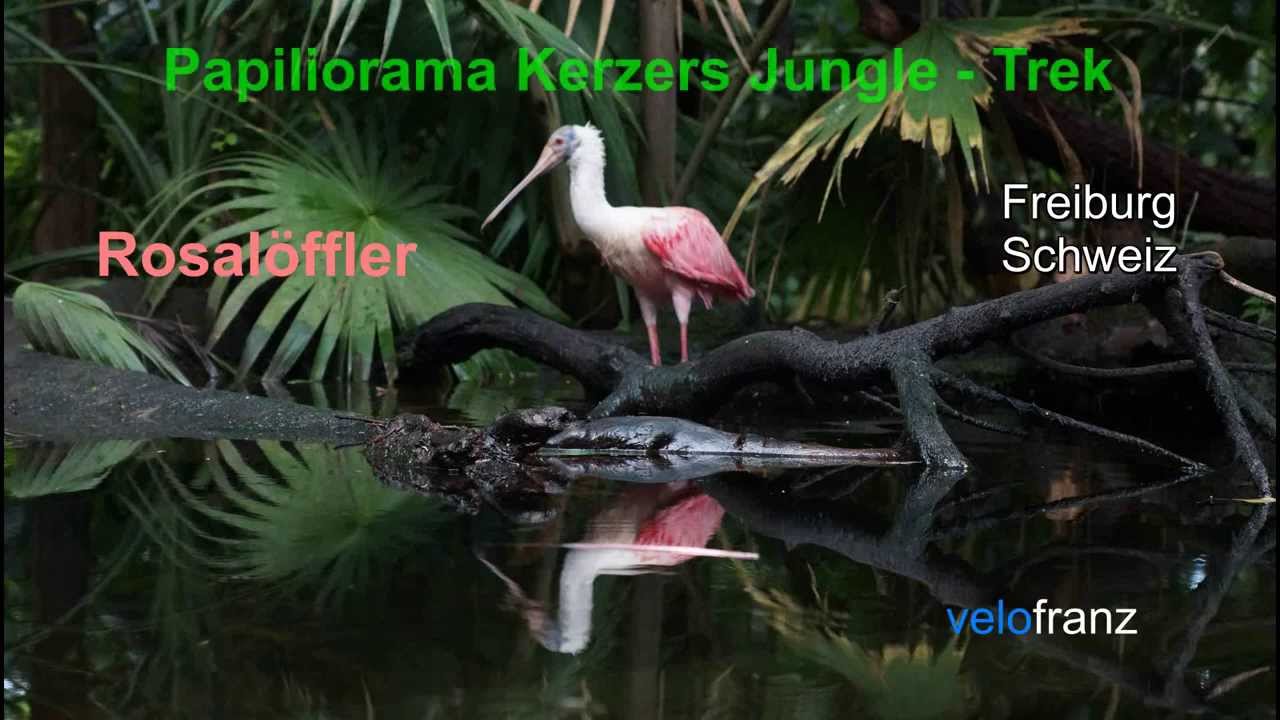 Rosal&ouml;ffler im Jungle -Trek Papiliorama