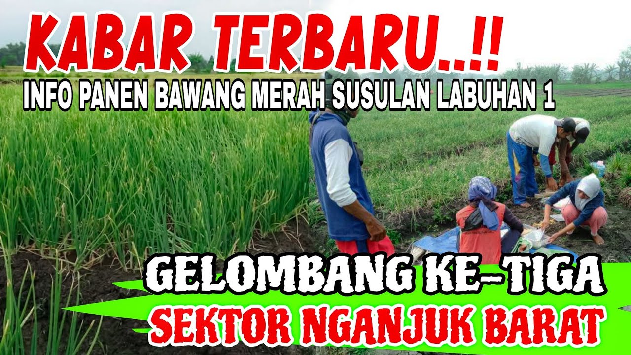 NGANJUK BARAT‼️KAPASITAS BAWANG MERAH LABUHAN 1 TERBANYAK SE-NGANJUK⁉️UPDATE KONDISINYA TERKINI