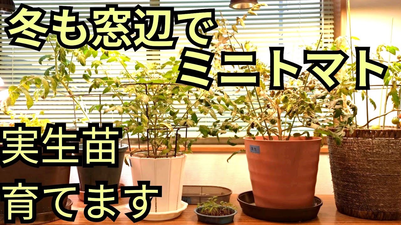 冬も窓辺でミニトマト
