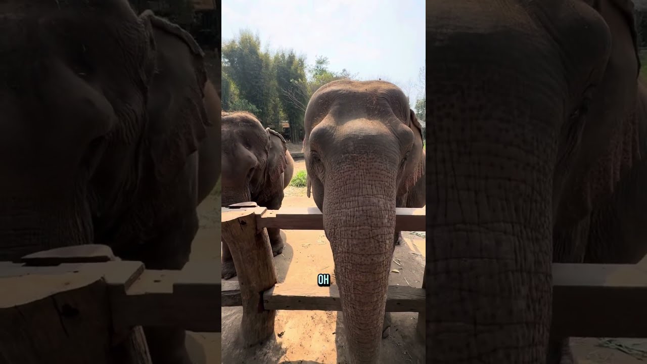 come with me to go see elephants 🐘#sanctuary #elephants #vlog og