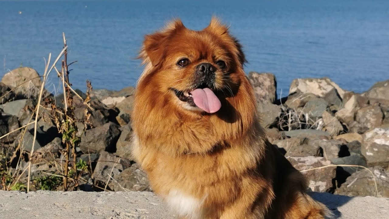 Our beloved dog - Tibetan Spaniel - When a little prince leaves the world...