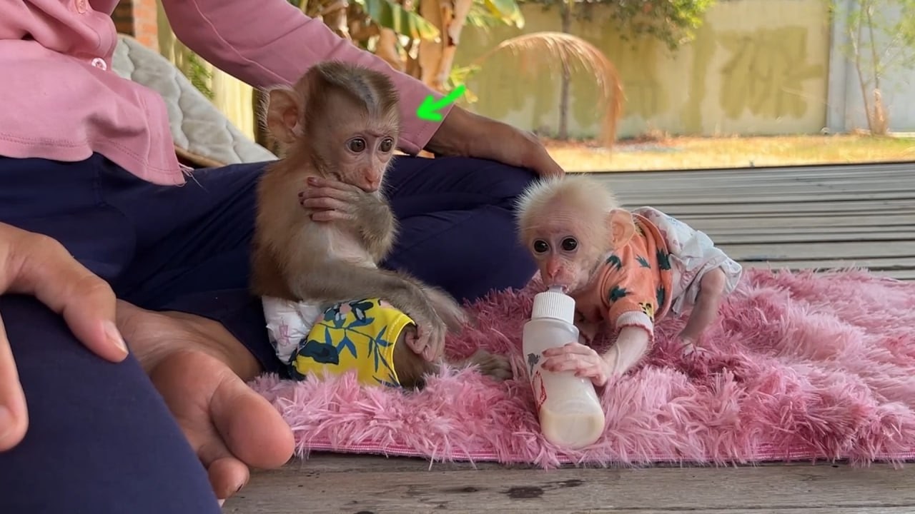 Lovely & Sweet Yuri Sit In Silent Won't Ever Anqry And Take The Bottle Milk From Minea This Time