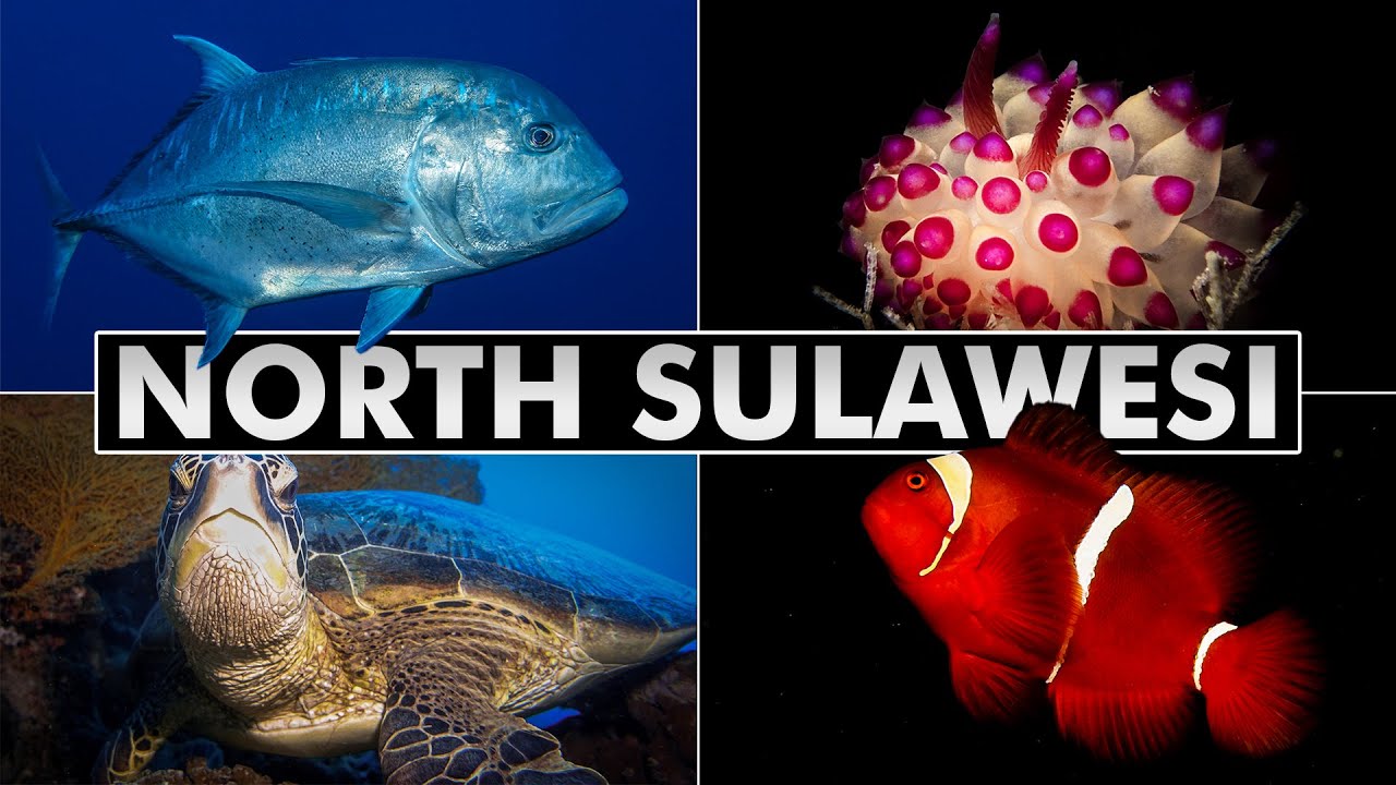 Diving Indonesia: North Sulawesi  (muck diving and coral reefs)