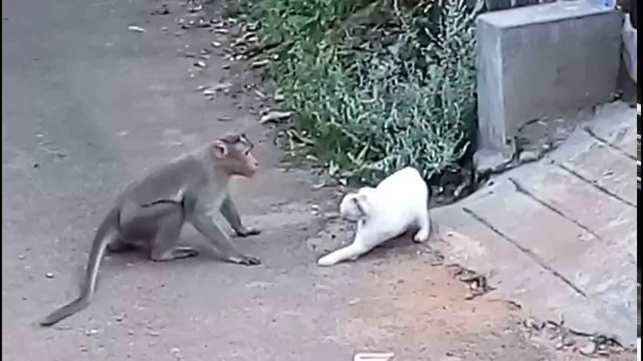Cat vs. Monkey: Cat Attacked By Monkey In Real Fight | New Video 2015