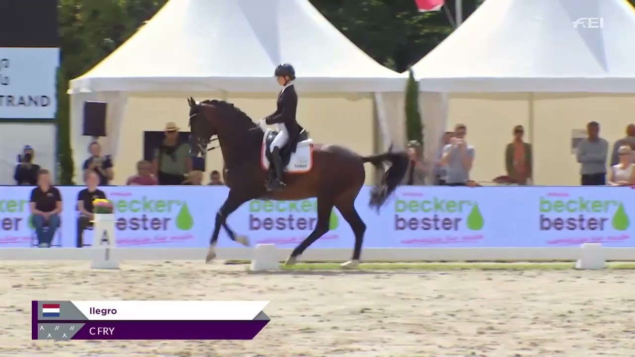 Ilegro (Inclusive-Negro) - KWPN Approved stallion