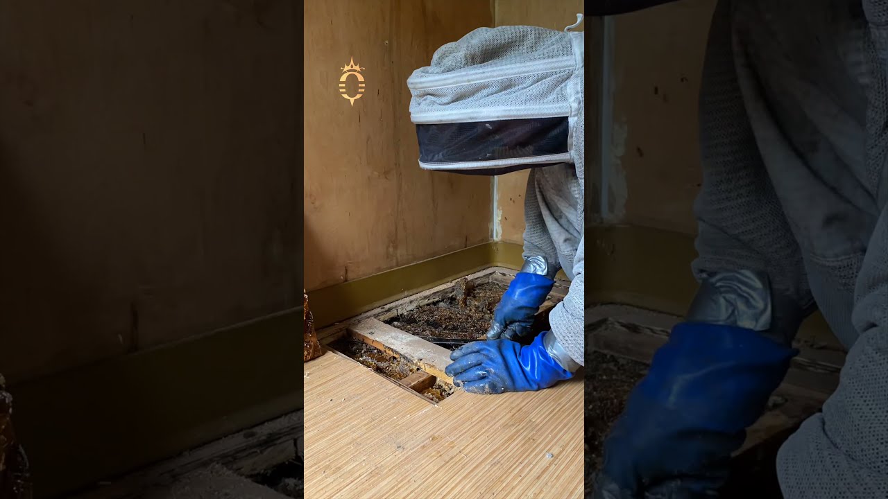 Beehive in the floor of a shed | Exposing a bee colony - Culver City, CA