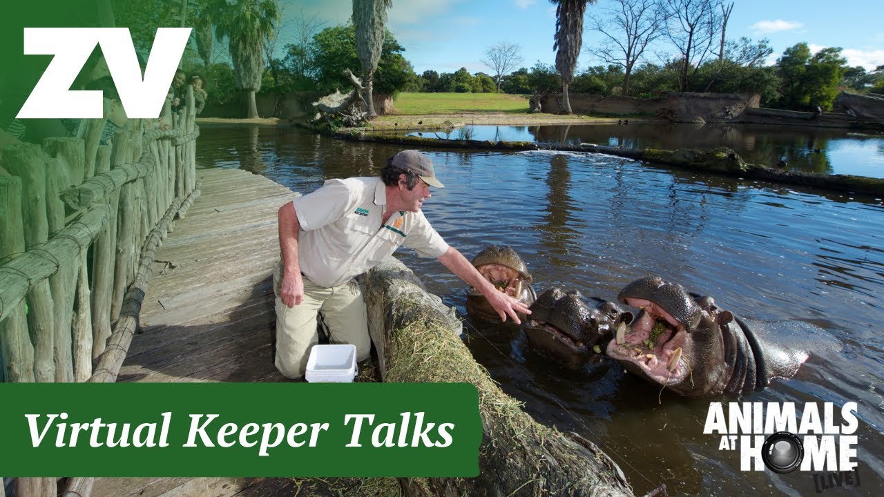 Hippo Keeper Talk at Werribee Open Range Zoo