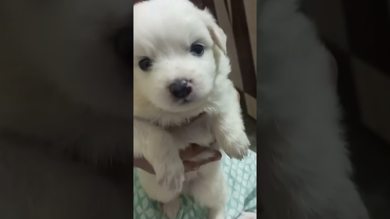 ❤️❤️ #baby #viral #dogs #cute #luke #shorts