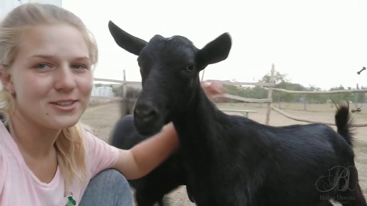 Bestia és Herceg sántaságvizsgálata  | Bóbis Dorina