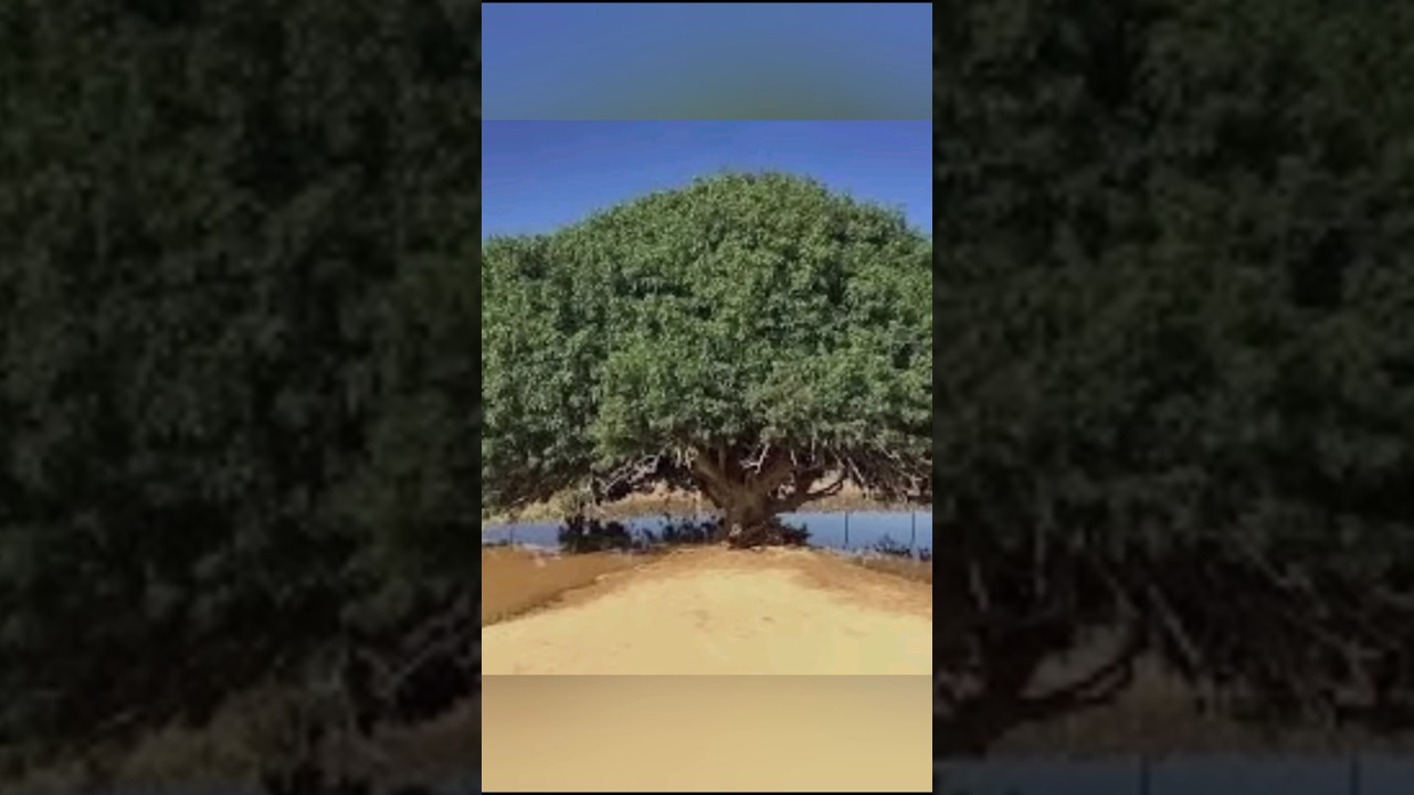 Sahabi tree 🌲 1445 old years # viral shorts