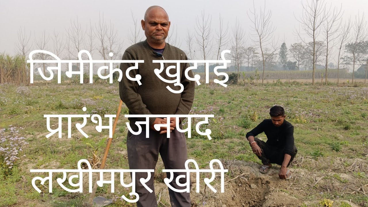 जिमीकंद खुदाई प्रारंभ जनपद लखीमपुर खीरी