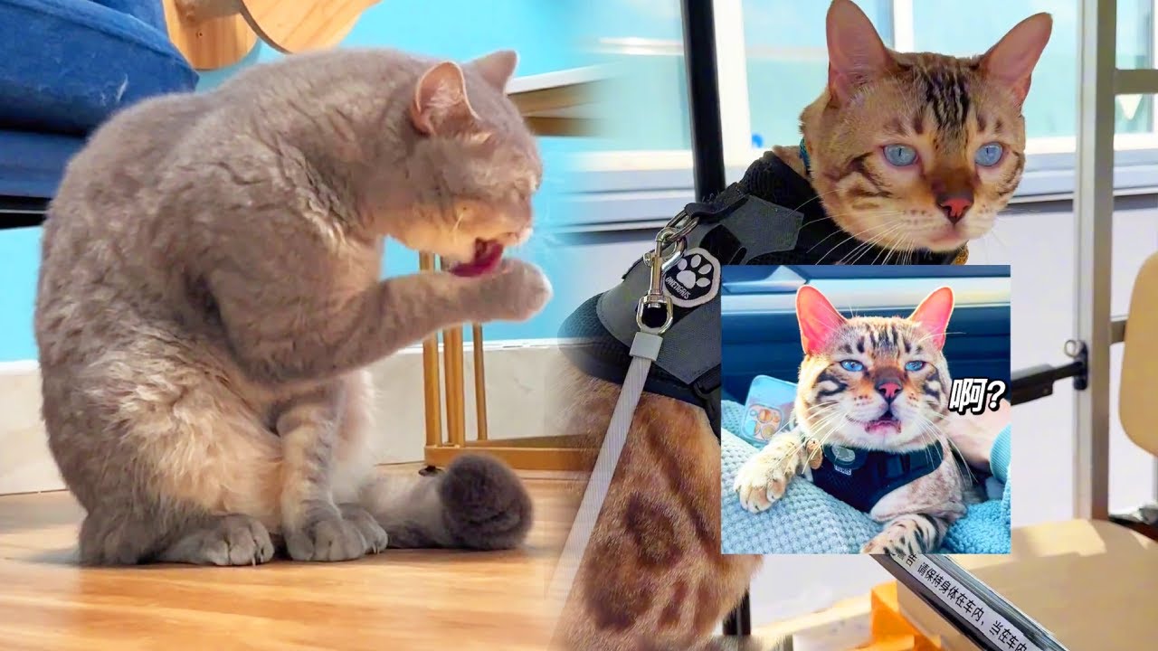 帶八條去工廠體驗打工貓的生活，一聽到要加班，立刻炸毛了！ 【小鋒真喵啊】#貓小院 #貓咪小院