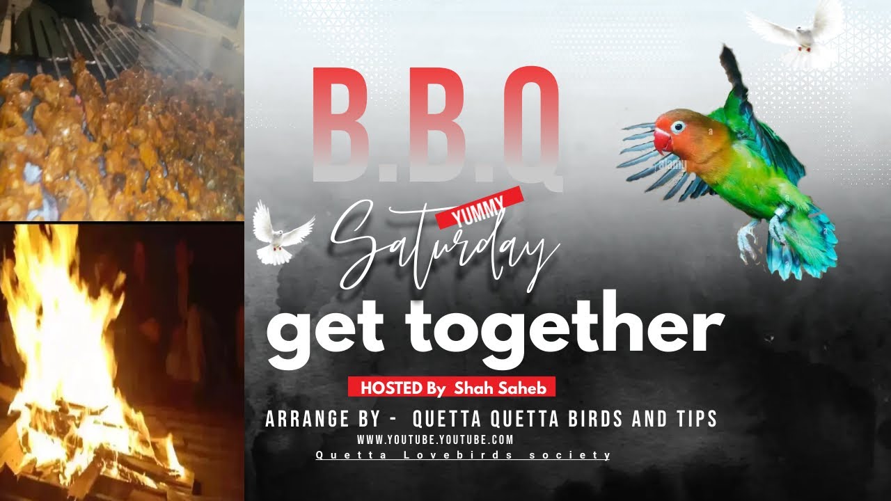 Quetta Birds and Tips |Quetta Love Birds fanceyars  Get Together|Quetta Birds|love birds|breeders