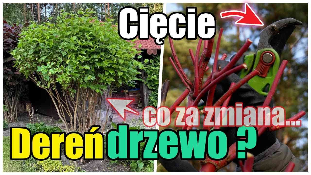 Jak ciąć DEREŃ na kształt DRZEWA Efekt MUROWANY !