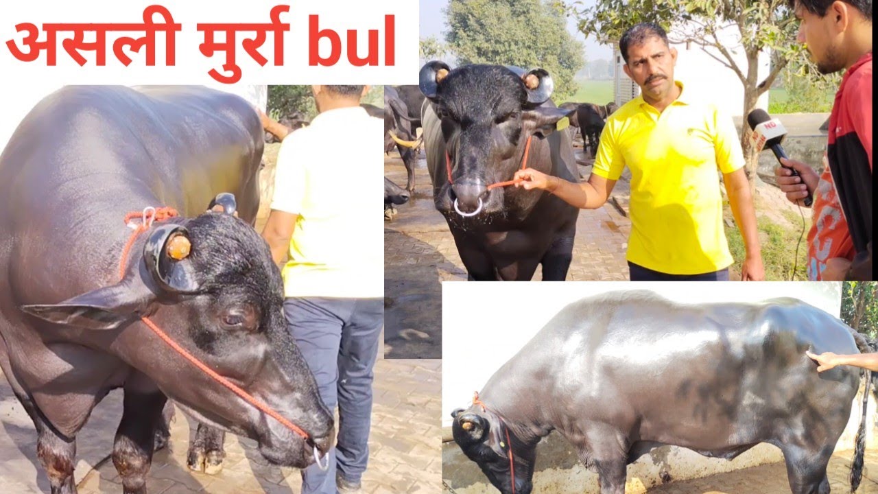 असली मुर्रा भैंस और bul की पहचान कैसे करें, गर्भधारण में करें ये उपाय |murra buffaloes with bul