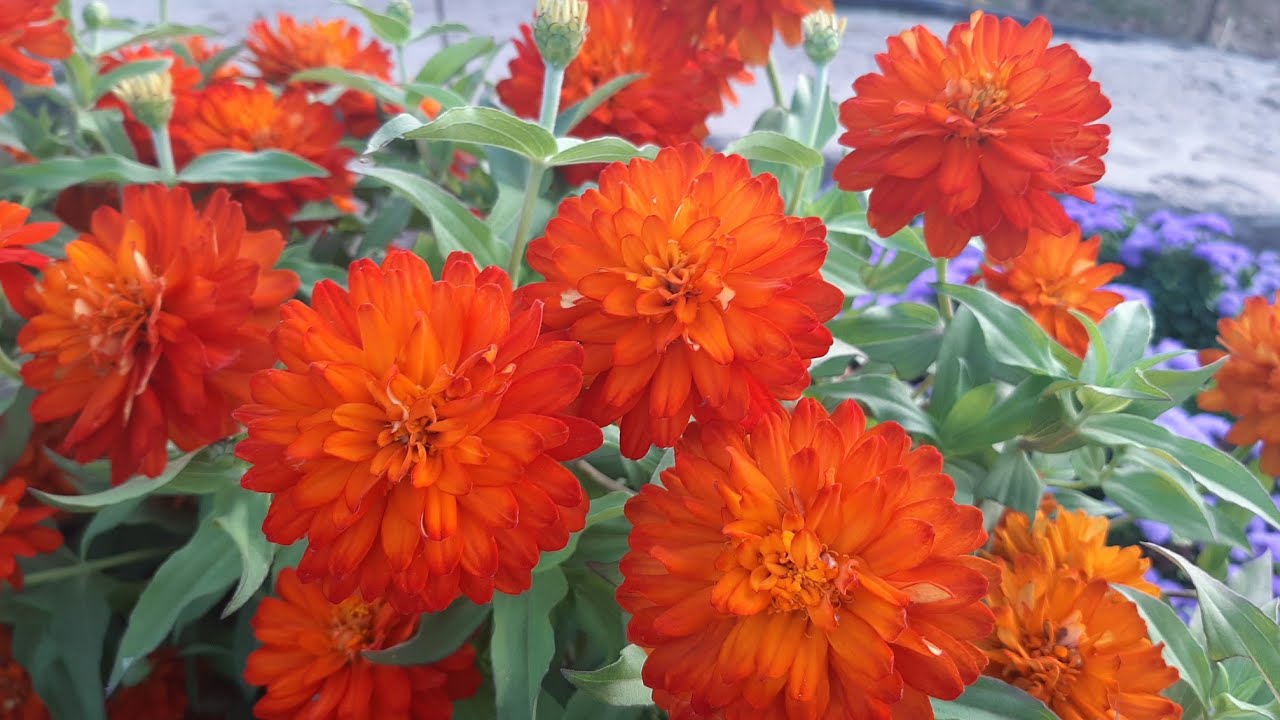 ЦВЕТЫ🎀 ЦВЕТУЩИЕ ВСЕ ЛЕТО ДО ЗИМЫ🌷🌷🌷