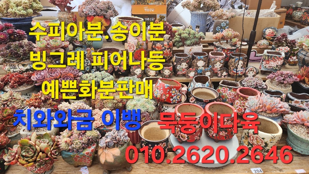 수피아.송이분.묵둥이다육 군생맛집 010.2620.2646