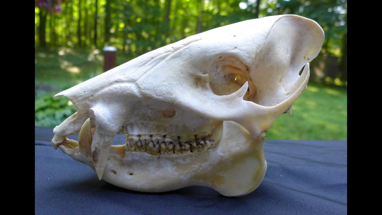 Skull detectives:  Understanding Mammal Skulls!