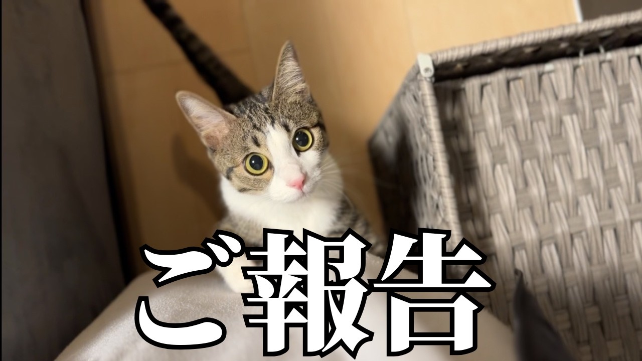 【保護猫】にものについてご報告があります