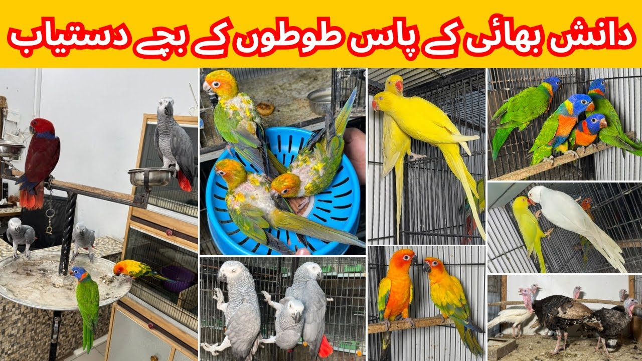 Multan Birds Market Rashadabad Madni Birds Shop Latest Update 23 August 2025 |Birds market Pakistan|