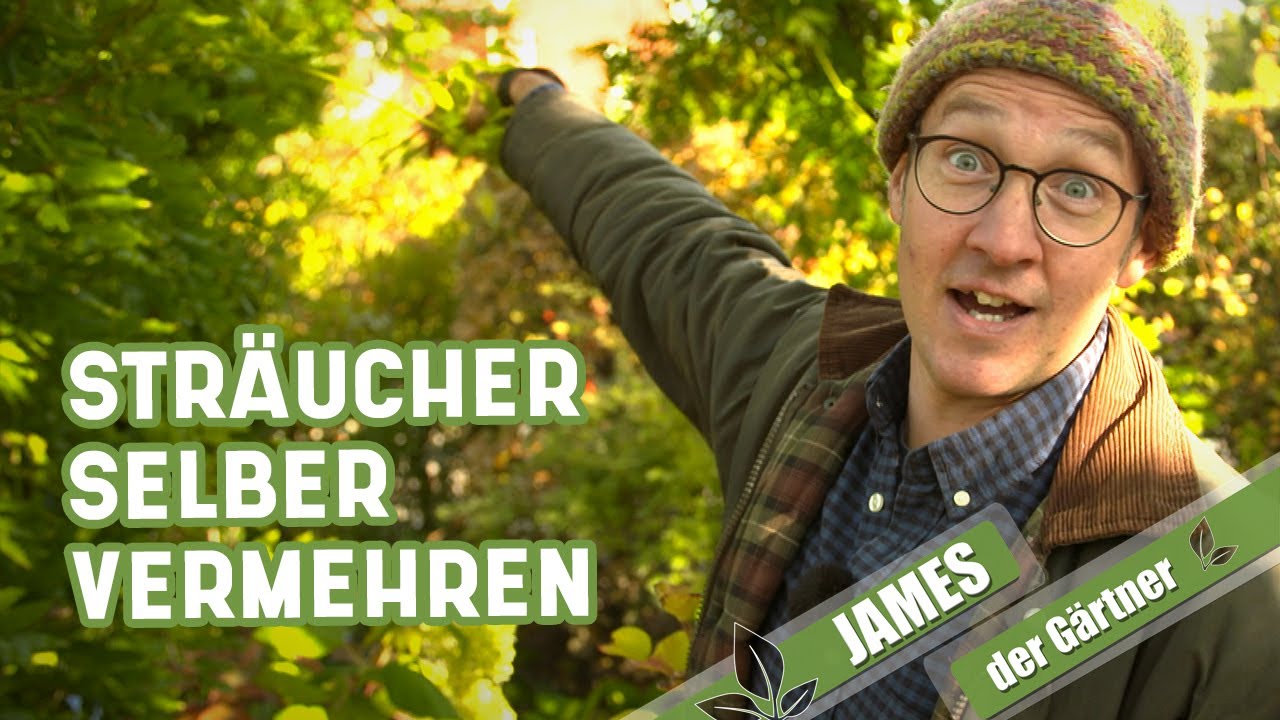 Aus Steckhölzern kostenlos neue Sträucher ziehen | James der Gärtner