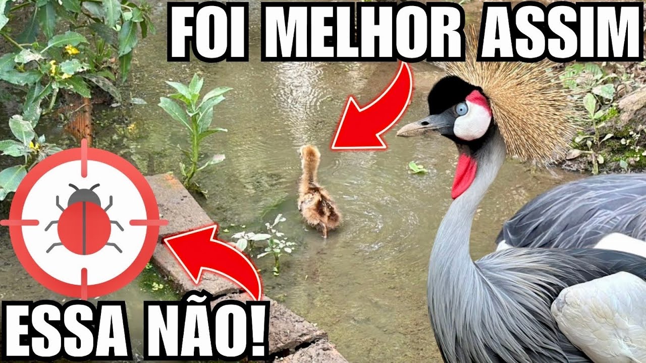 Manejo Filhote de Grou coroado e combate a acaro hematófago de galinha | Aves Recriar 