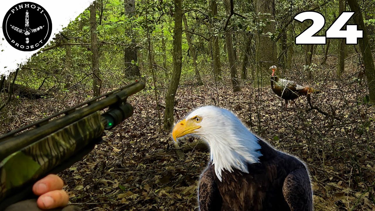 EAGLES HARASS a ROOSTED GOBBLER | the BEST HEN YELPING at CLOSE RANGE | FINDING TURKEYS- Pinhoti '24
