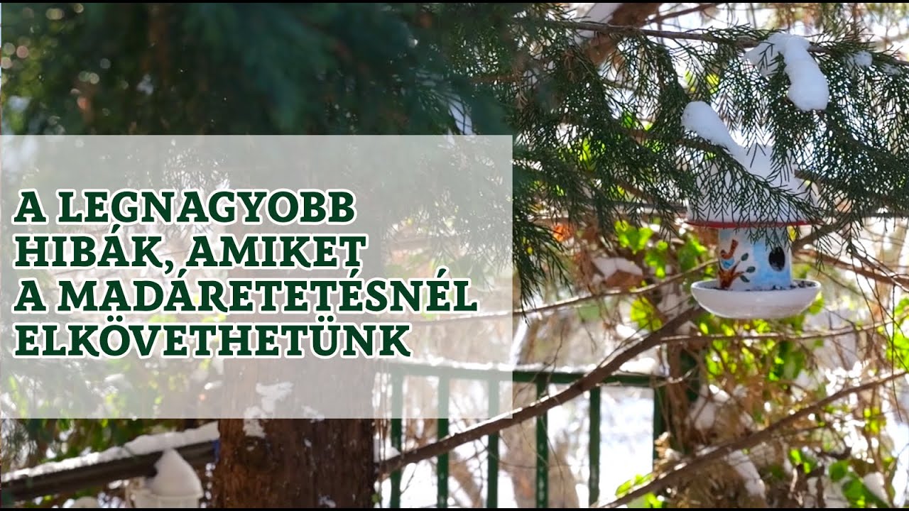 A legnagyobb hibák, amiket a madáretetésnél elkövethetünk