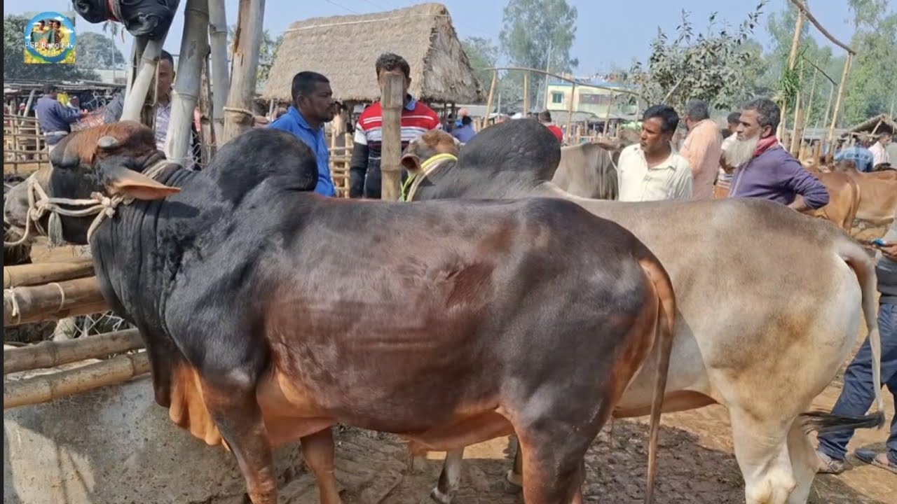 @ 15 February 2026|| কুমিল্লার খামারীর কুরবানির ষাঁড় গরু কেনা আমবাড়ী হাটে||