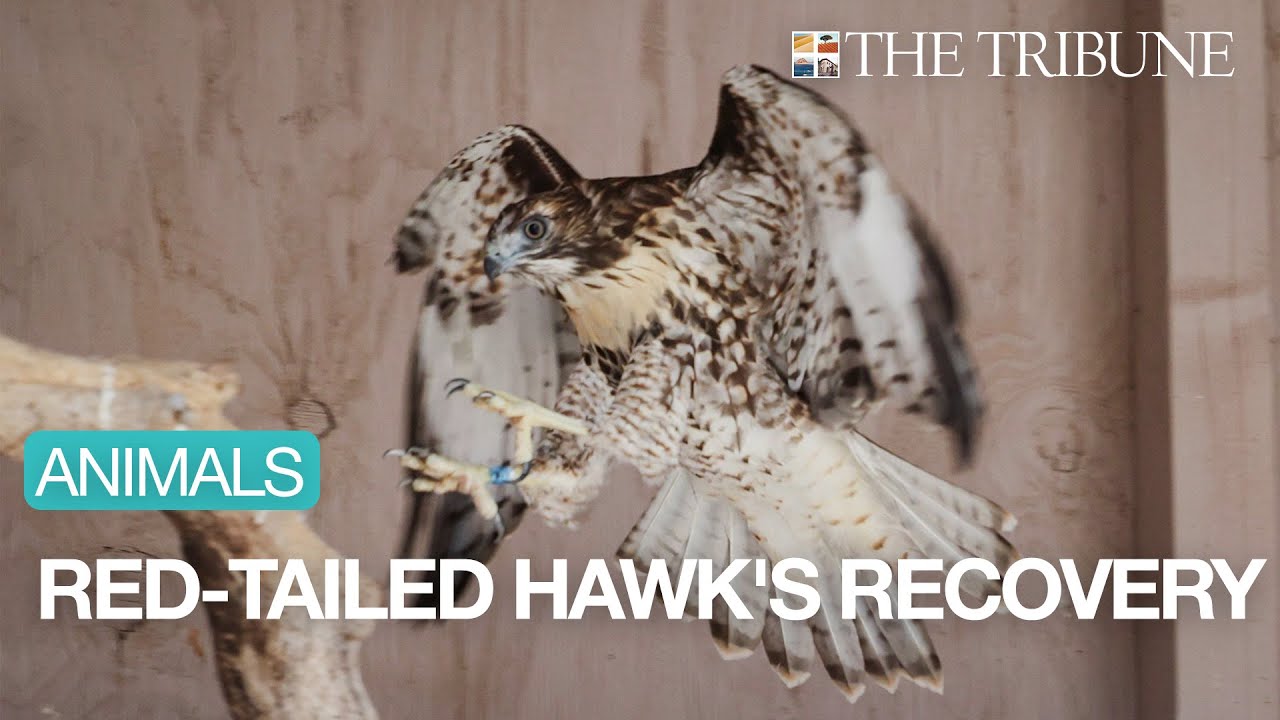 Update: Red-tailed Hawk Getting Stronger After Being Kicked Out Of SLO County Nest